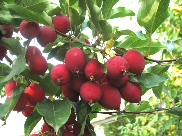 Красные яблоки и зеленые листья — стоковое фото