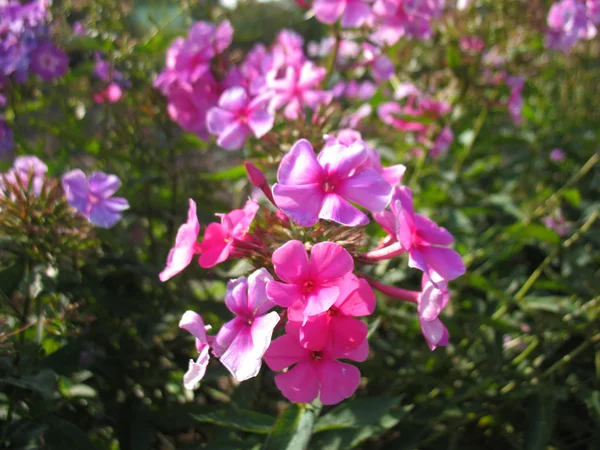 Flores de color rosa de flox y hierba verde — Foto de Stock