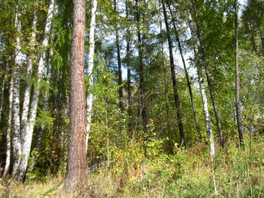 Yaz ormandaki ağaçlar