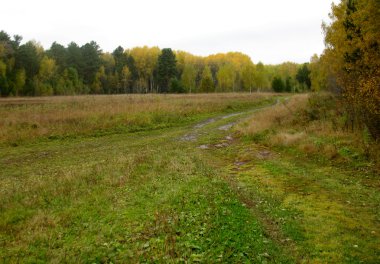 sonbahar orman ve yol