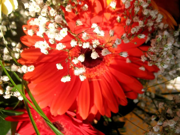 Red flowers. macro — Stock Photo, Image