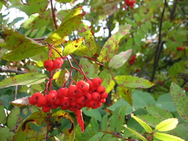 Hizmet ağaç ve kırmızı meyveler — Stok fotoğraf