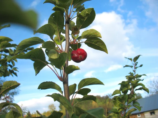 Manzana roja, hojas verdes y cielo azul —  Fotos de Stock