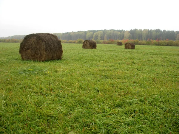 Palheiro e campo de grama verde — Fotografia de Stock