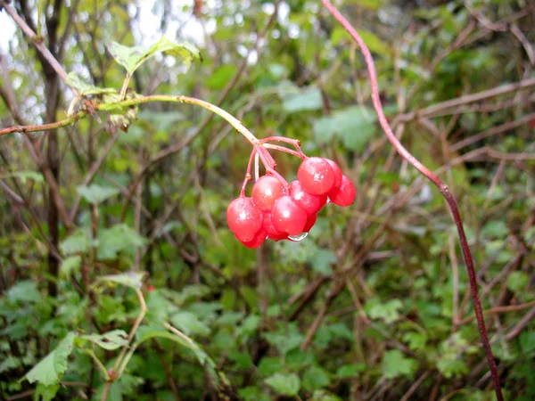 Snowball tree and red berries — Stock Photo, Image