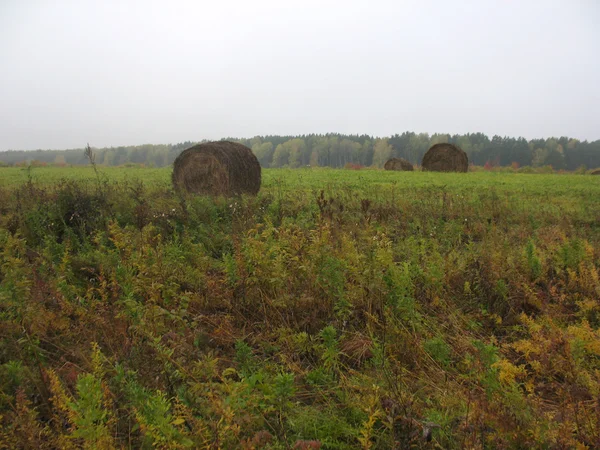 Stóg siana i pole trawa zielony — Zdjęcie stockowe