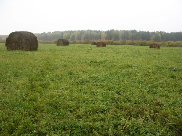 Palheiro e campo de grama verde — Fotografia de Stock