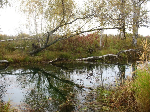 Bomen en rivier — Stockfoto