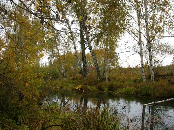 Φθινοπώρου του δασικού και του ποταμού — Φωτογραφία Αρχείου