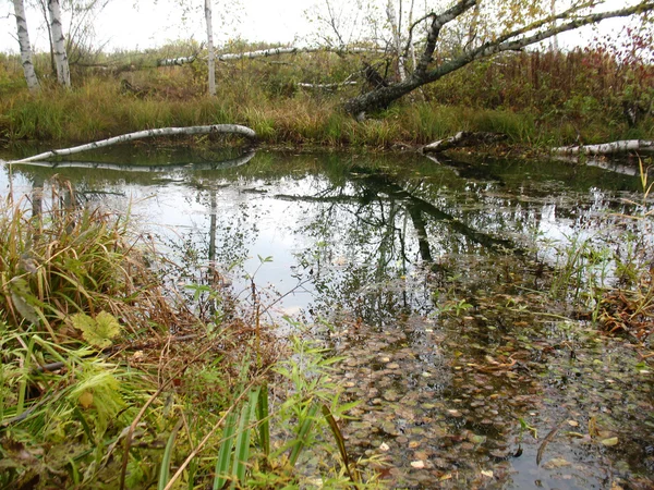 Berken en rivier — Stockfoto