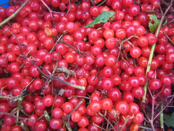 Красные ягоды калины — стоковое фото