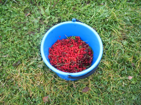 red berries of guelder-rose