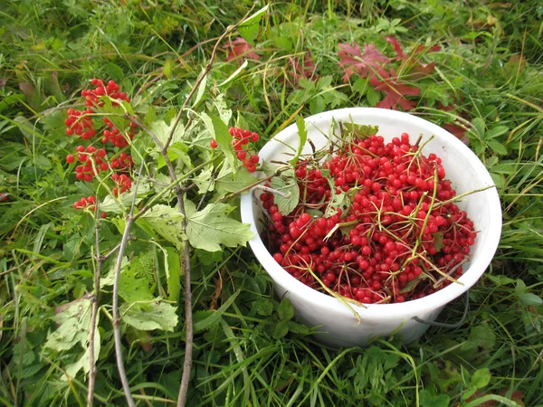 Bayas rojas de guelder-rose — Foto de Stock