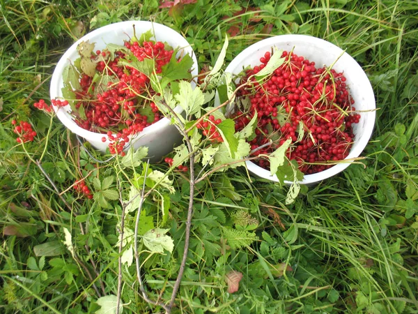 Guelder-gül kırmızı meyveler — Stok fotoğraf