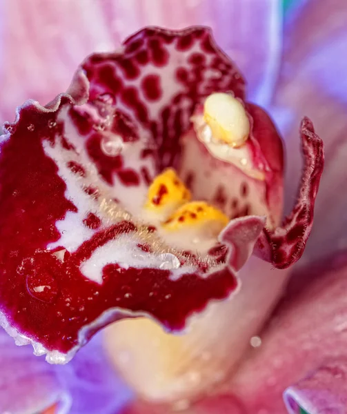 Wunderschöne Orchideenblume — Stockfoto