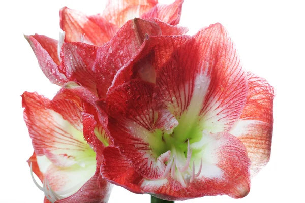 Bride pink flowers — Stock Photo, Image