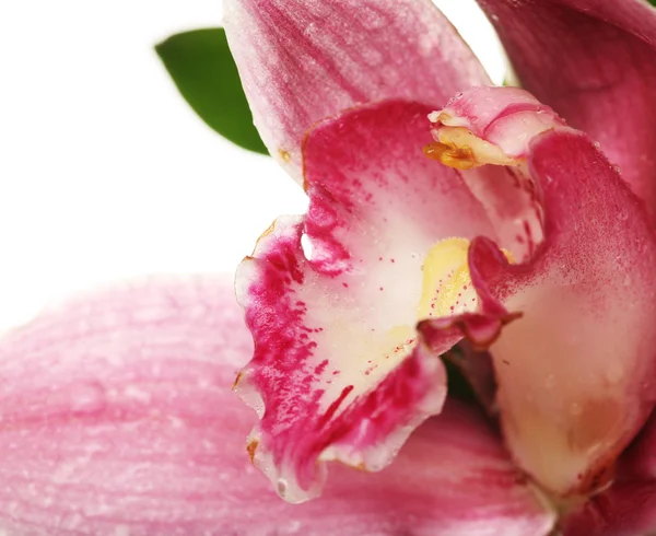 Pink orchid närbild — Stockfoto