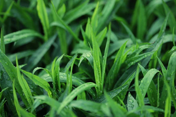 Green grass with water droplet in sunshine — Stock Photo, Image