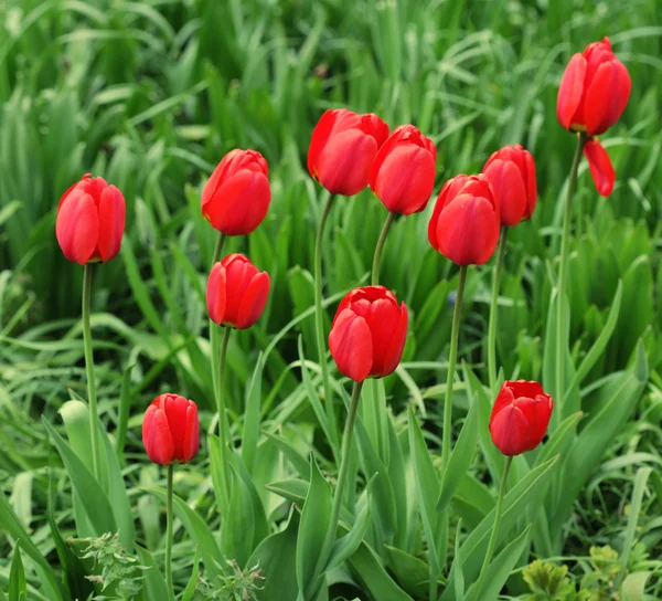 Garten mit Tulpe — Stockfoto