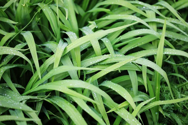 Green grass with water droplet in sunshine — Stock Photo, Image