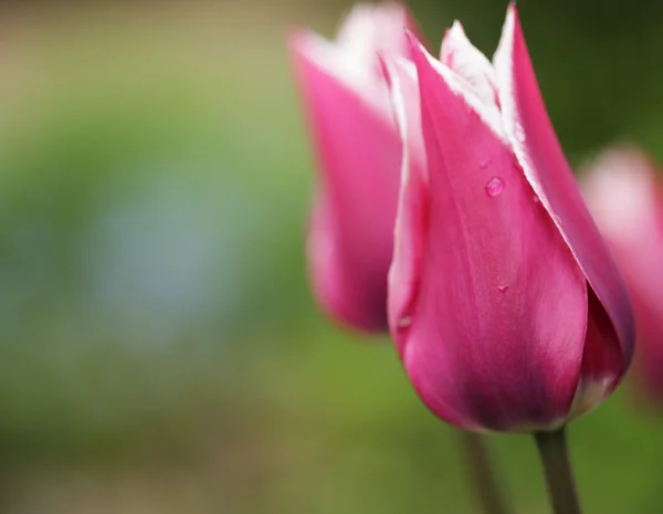 Vaaleanpunaisia kukkia puutarhassa — kuvapankkivalokuva