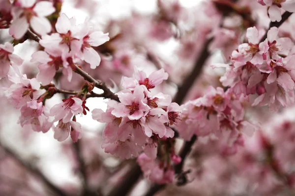 Рожеві квіти вишні в саду на відкритому повітрі крупним планом — стокове фото