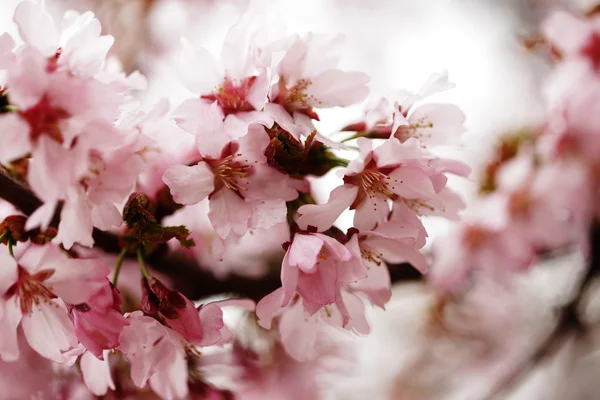 Розовая вишня цветет в саду на открытом воздухе закрыть — стоковое фото