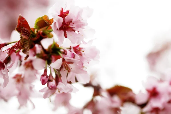 Różowe wiśniowe kwiaty w ogrodzie na świeżym powietrzu z bliska — Zdjęcie stockowe