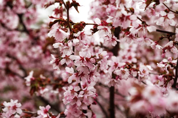 Fiori di ciliegio rosa in giardino all'aperto da vicino — Foto Stock