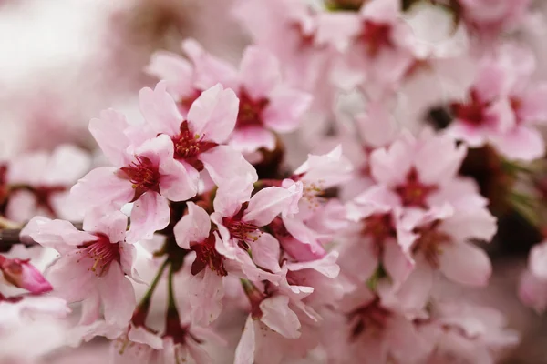 Rosa körsbär blommar i trädgården utomhus på nära håll — Stockfoto