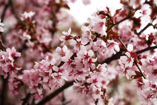 Rosa körsbär blommar i trädgården utomhus på nära håll — Stockfoto