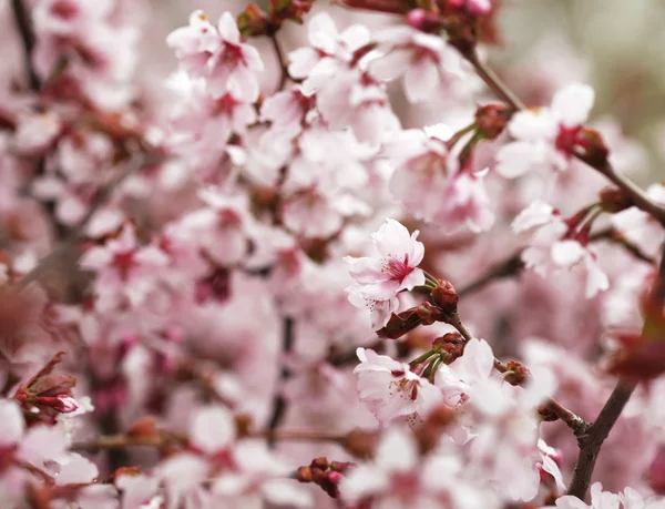 屋外の庭でピンクの桜の花をクローズ アップ — ストック写真