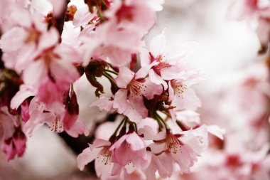 açık havada bahçe kiraz çiçekleri pembe yakın çekim