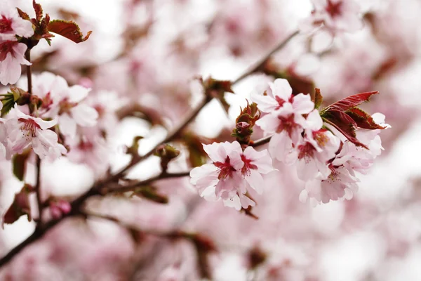 Рожеві квіти вишні в саду на відкритому повітрі крупним планом — стокове фото