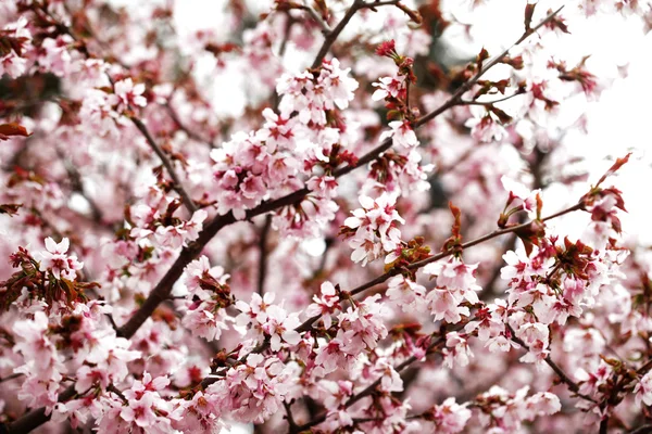 Flores de cerezo rosa en el jardín al aire libre de cerca — Foto de Stock