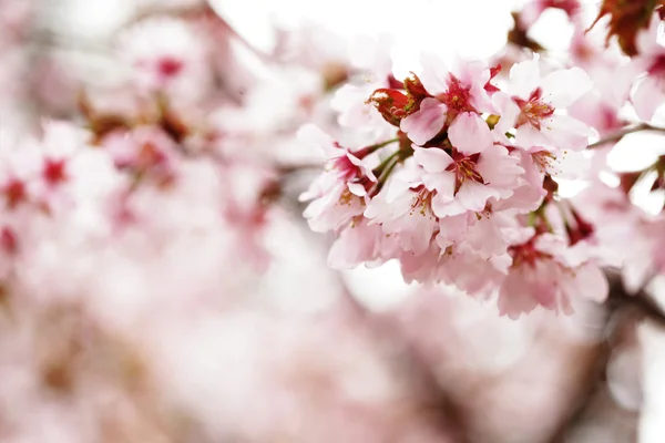 Rosa körsbär blommar i trädgården utomhus på nära håll — Stockfoto