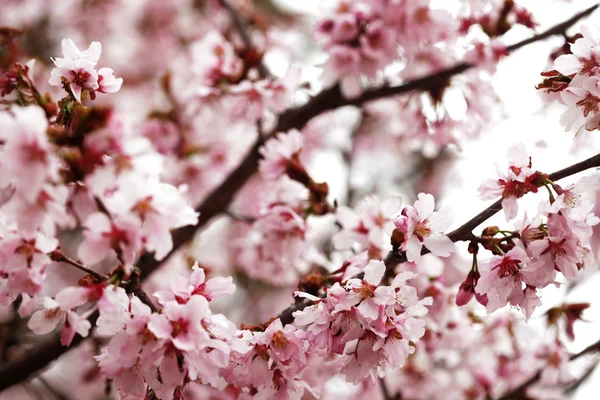 야외 정원에서 핑크 벚꽃 클로즈업 — 스톡 사진
