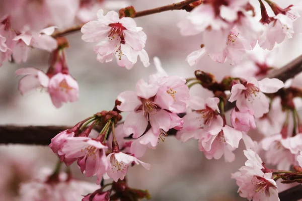Fiori di ciliegio rosa in giardino all'aperto da vicino — Foto Stock