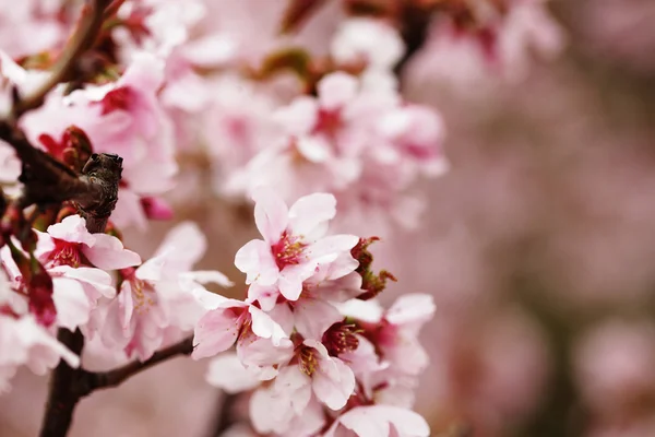 Flores de cerezo rosa en el jardín al aire libre de cerca — Foto de Stock