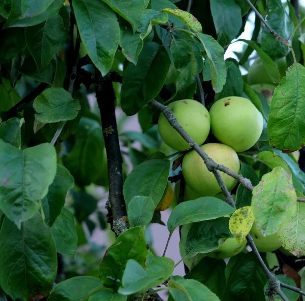 Gröna äpplen närbild — Stockfoto