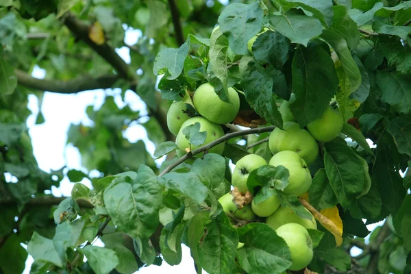 Gröna äpplen närbild — Stockfoto