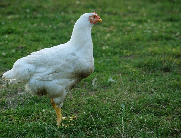 Frango que está andando ao longo da grama — Fotografia de Stock