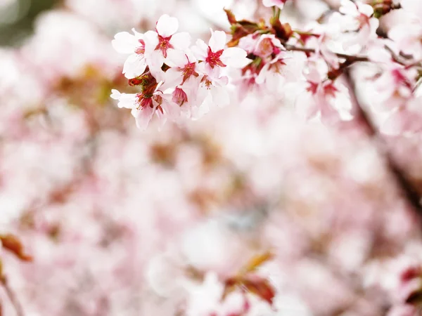 Fiori di ciliegio rosa in giardino all'aperto da vicino — Foto Stock