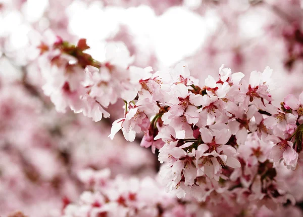 Fiori di ciliegio rosa in giardino all'aperto da vicino — Foto Stock