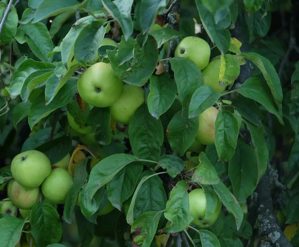 Gröna äpplen närbild — Stockfoto