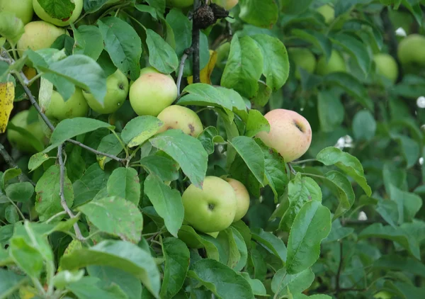 Gröna äpplen närbild — Stockfoto