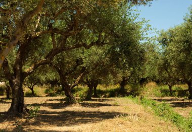 Yunanistan 'ın Zakynthos adasında antik zeytin ağaçları.