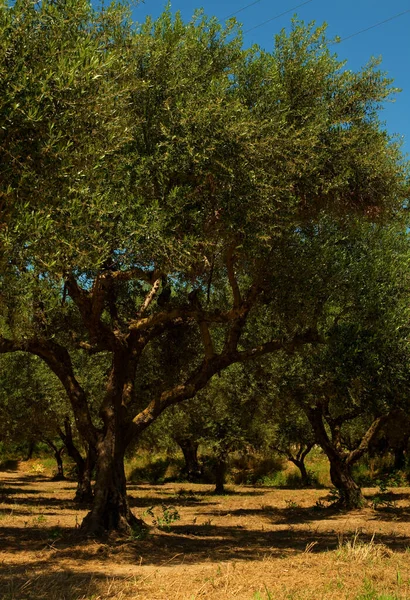 Beautiful ancient olive trees on the island Zakynthos, Greece. — Stock Photo, Image