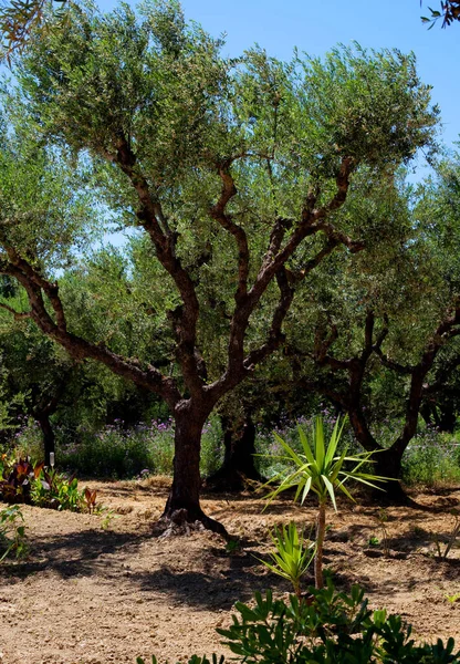 Beautiful ancient olive trees on the island Zakynthos, Greece. — Stock Photo, Image