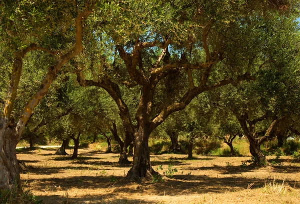 Beautiful ancient olive trees on the island Zakynthos, Greece. — Stock Photo, Image